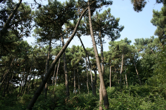 Giardino Botanico Litoraneo del Veneto